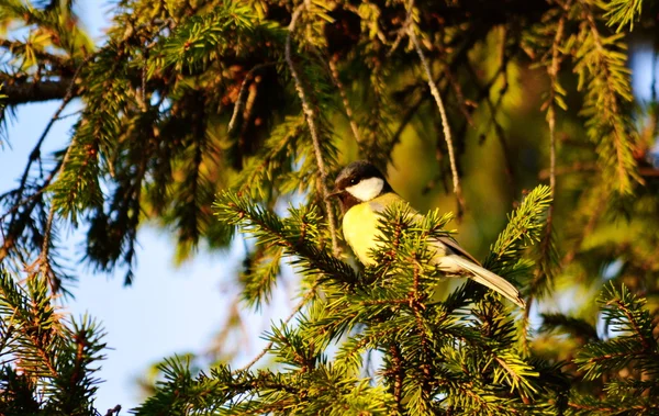 Birds of the steppes — Stock Photo, Image