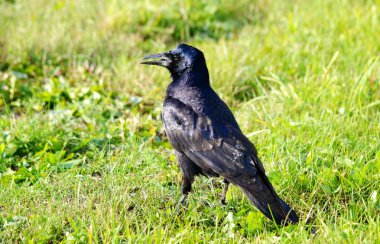  bozkırlarında kuşların