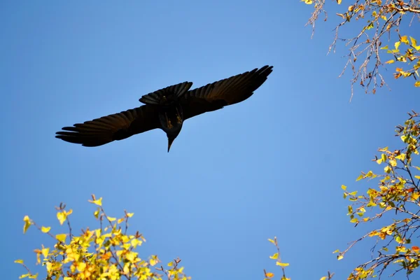 Birds of the steppes — Stock Photo, Image