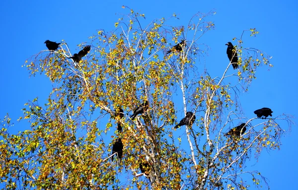 Birds of the steppes — Stock Photo, Image