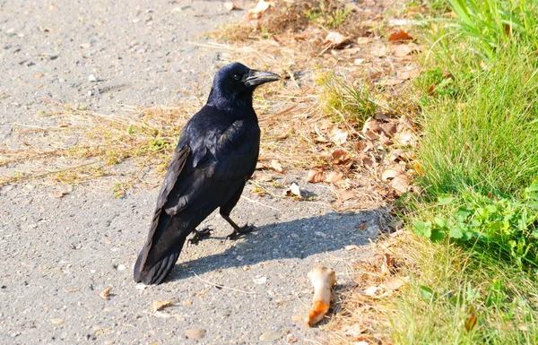  bozkırlarında kuşların