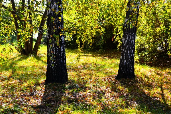 Nature Altaya pleases eye — Stock Photo, Image