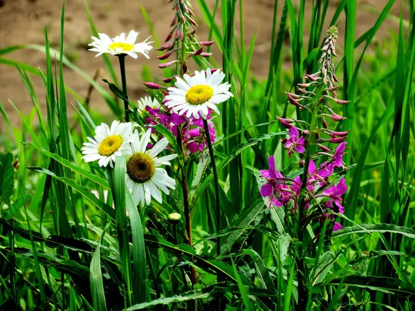 Flores de las estepas — Foto de Stock