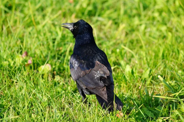 Aves das estepes — Fotografia de Stock