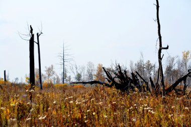 Doğa Altaya göz memnun eder.