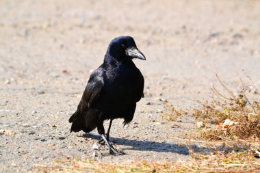  bozkırlarında kuşların