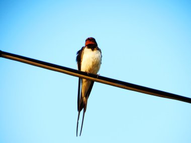  bozkırlarında kuşların