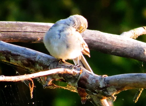 Aves das estepes — Fotografia de Stock