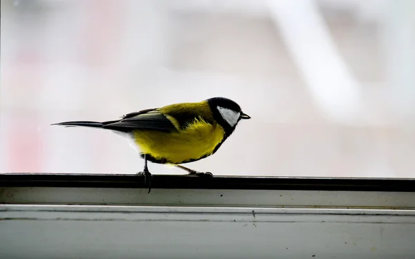 Aves de las estepas — Foto de Stock