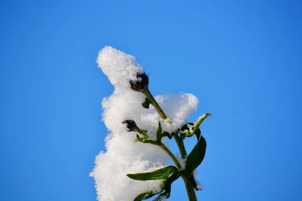 Natura Altaya piace a occhio — Foto Stock