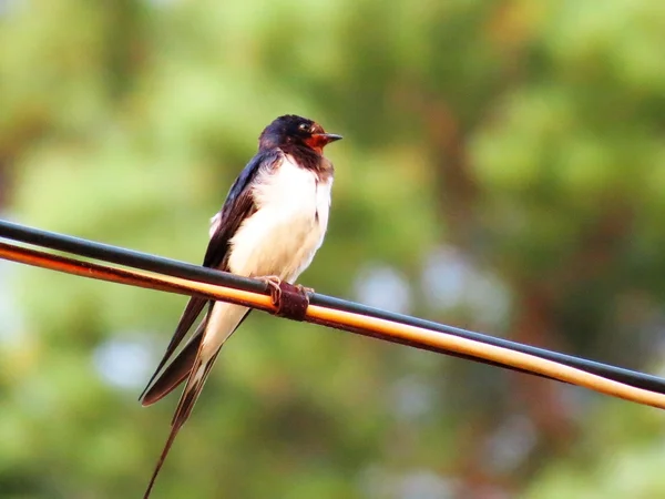 Birds of the steppes — Stock Photo, Image