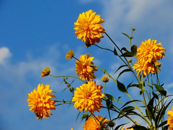 Flowerses of the steppes — Stock Photo, Image