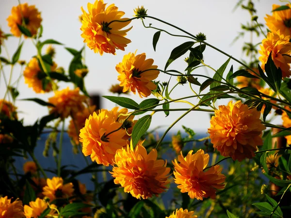 Flowerses of the steppes — Stock Photo, Image