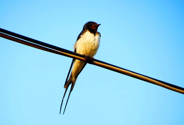 Vogels van de steppes — Stockfoto