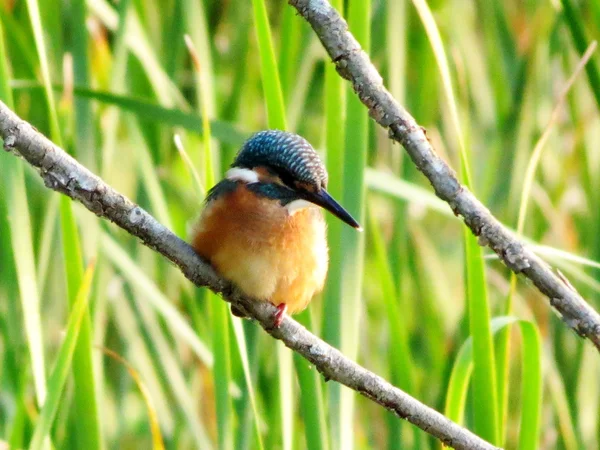 Vogels van de steppes — Stockfoto