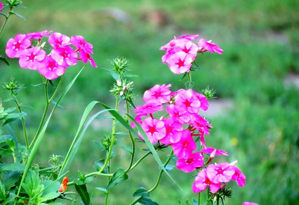 Blüten der Steppe — Stockfoto