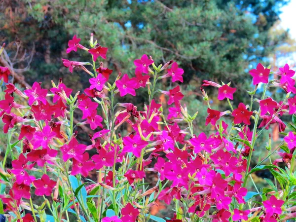 Blüten der Steppe — Stockfoto