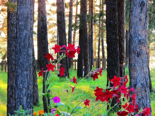 Blüten der Steppe — Stockfoto