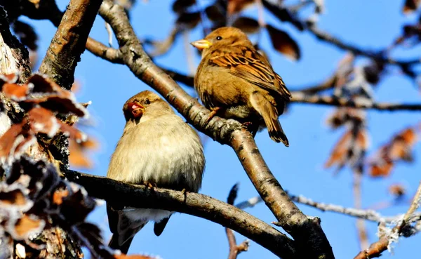 Aves das estepes — Fotografia de Stock