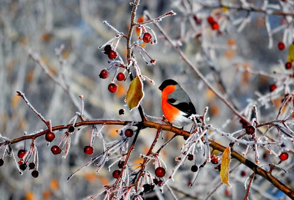 Aves das estepes — Fotografia de Stock