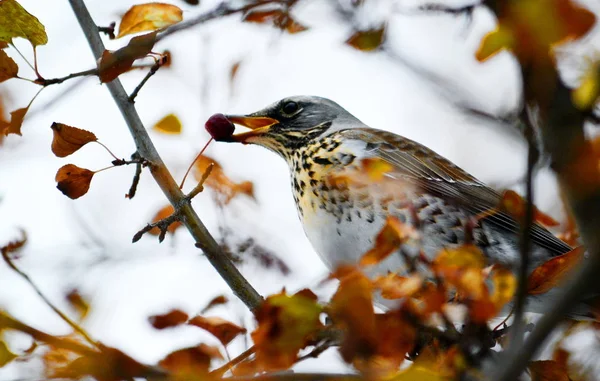 Birds of the steppes — Stock Photo, Image