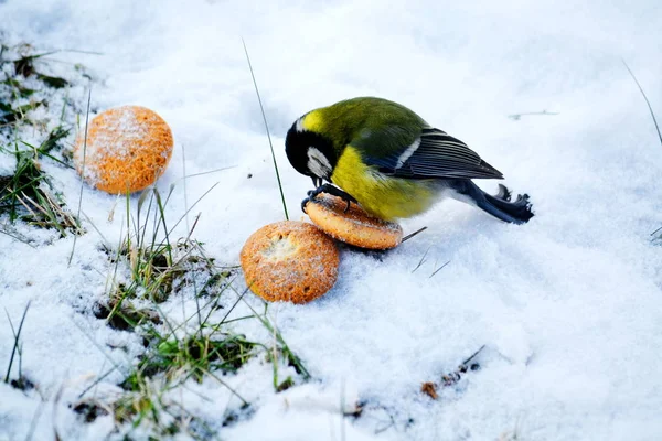 Aves das estepes — Fotografia de Stock