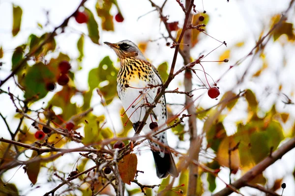 Birds of the steppes — Stock Photo, Image