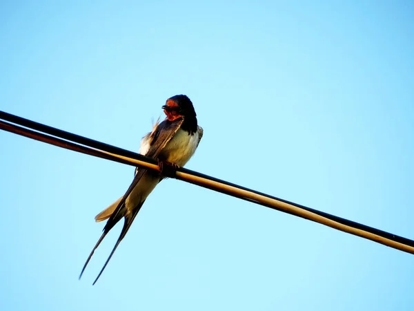 Aves das estepes — Fotografia de Stock