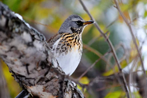 Aves das estepes — Fotografia de Stock