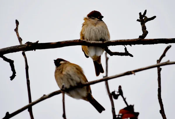 Vogels van de steppes — Stockfoto