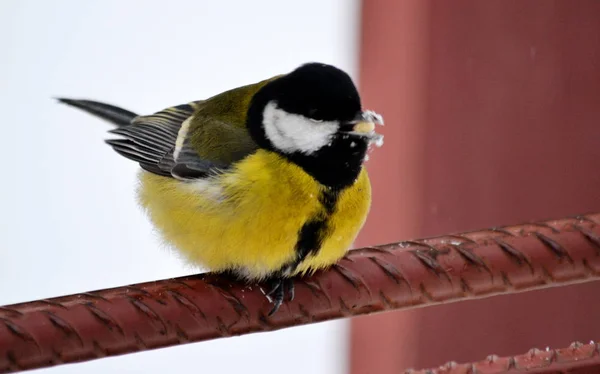 Steppenvögel — Stockfoto