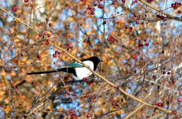 Oiseaux des steppes — Photo