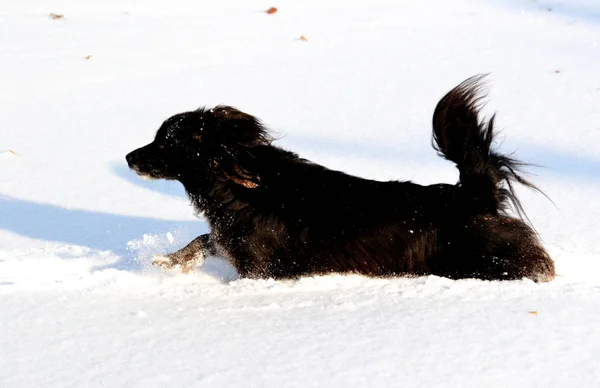 Home animals play — Stock Photo, Image