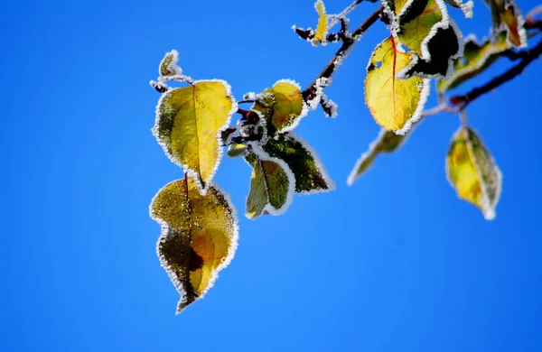 Natur Altaya behagar ögat — Stockfoto