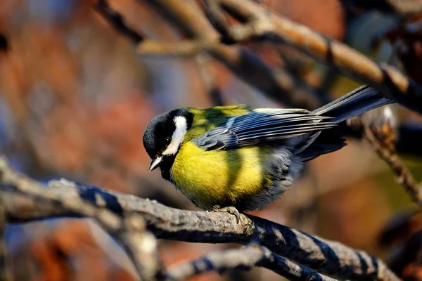 Aves de las estepas — Foto de Stock