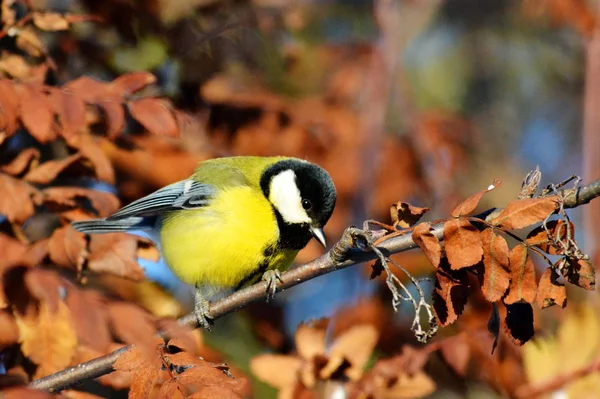 Aves de las estepas — Foto de Stock