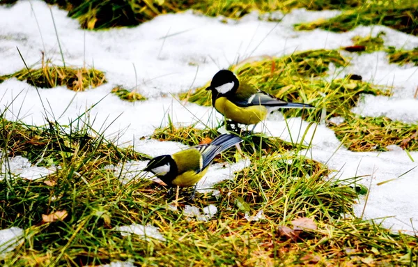 Vogels van de steppes — Stockfoto