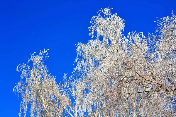 자연 Altaya 마 눈 — 스톡 사진