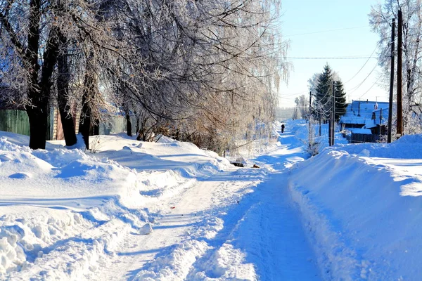 Сибірський сіл в зимовий період — стокове фото