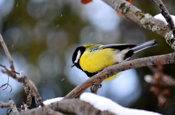 Aves das estepes — Fotografia de Stock