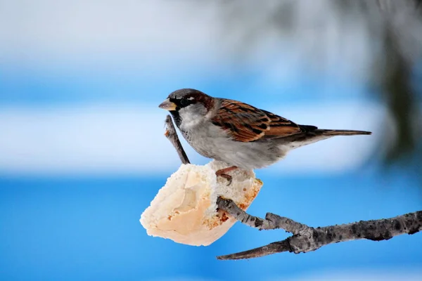 Aves das estepes — Fotografia de Stock