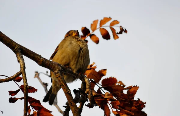 Vogels van de steppes — Stockfoto