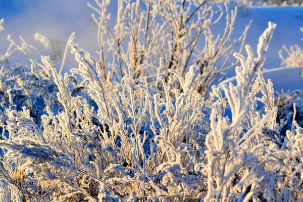 Natura Altaya cieszy oko — Zdjęcie stockowe