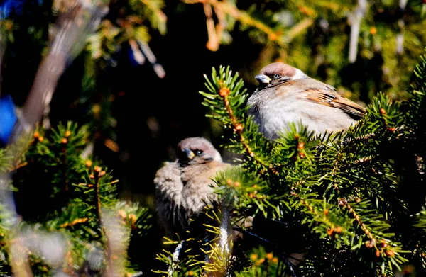 Păsări de stepă — Fotografie, imagine de stoc