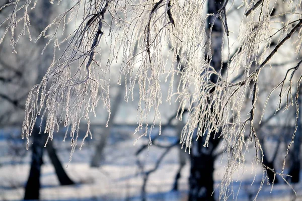 Natura Altaya cieszy oko — Zdjęcie stockowe