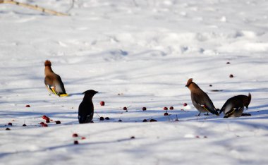 bozkırlarında kuşların