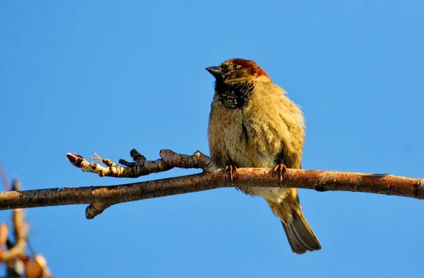 Vogels van de steppes — Stockfoto