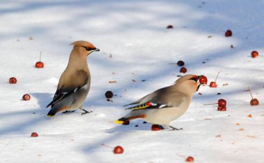  bozkırlarında kuşların