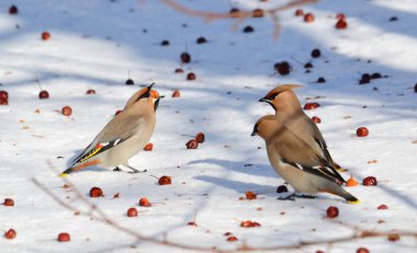  bozkırlarında kuşların