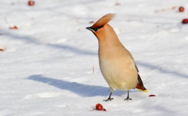  bozkırlarında kuşların